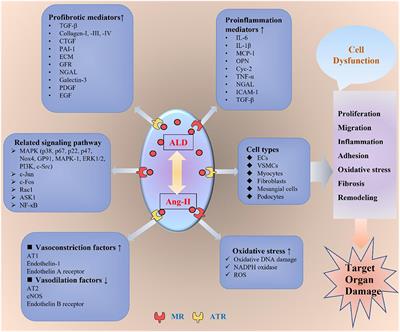 Frontiers | Cerebro-Cardiovascular Risk, Target Organ Damage, and 